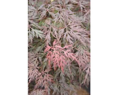 Fächerahorn FloraSelf Acer Palmatum 'Orangeola' H 80-100 Cm Co 10 L 3 Fächerahorn FloraSelf Acer Palmatum 'Orangeola' H 80-100 Cm Co 10 L