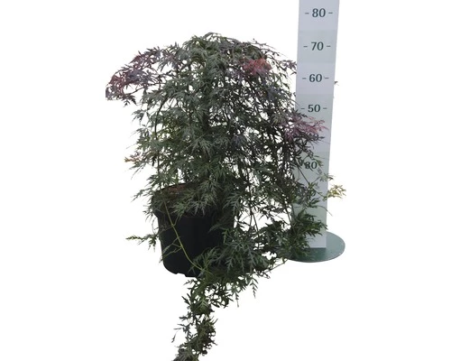 Fächerahorn FloraSelf Acer Palmatum 'Orangeola' H 80-100 Cm Co 10 L 4 Fächerahorn FloraSelf Acer Palmatum 'Orangeola' H 80-100 Cm Co 10 L – Bild 2