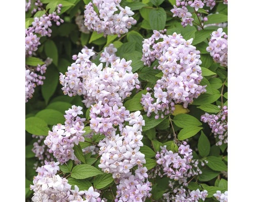 Rosendeutzie FloraSelf Deutzia 'Mont Rose' H 80-100 Cm Co 10 L 3 Rosendeutzie FloraSelf Deutzia 'Mont Rose' H 80-100 Cm Co 10 L
