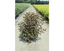 Blasenspiere FloraSelf Physocarpus Opulifolius 'Little Angel' H 80-100 Cm Co 10 L -Hornbach Gartenmarkt DV 8 10189258 01 4c DE 20191022094656