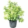 Rispenhortensie FloraSelf Hydrangea Paniculata 'Magical Mont Blanc' H 100-125 Cm Co 18 L -Hornbach Gartenmarkt DV 8 10189266 01 4c DE 20191021191307