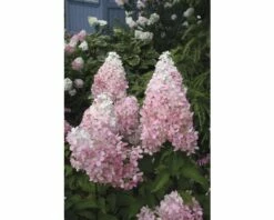 Rispenhortensie FloraSelf Hydrangea Paniculata 'Pinky Winky' Halbstamm 125 Cm H 150-175 Cm Co 18 L