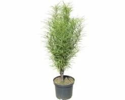 Faulbaum FloraSelf Rhamnus Frangula 'Fine Line' H 60-80 Cm Co 10 L -Hornbach Gartenmarkt DV 8 10189272 02 4c DE 20191021185331