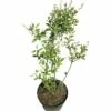 Prunkspiere FloraSelf Exochorda Macrantha 'Lotus Moon' H 30-40 Cm Co 6 L 2 Prunkspiere FloraSelf Exochorda Macrantha 'Lotus Moon' H 30-40 Cm Co 6 L -Hornbach Gartenmarkt DV 8 10189280 01 4c DE 20191021191114