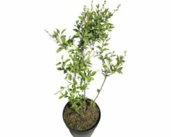 Prunkspiere FloraSelf Exochorda Macrantha 'Lotus Moon' H 30-40 Cm Co 6 L