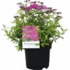 Spierstrauch FloraSelf Spiraea Japonica 'Anthony Waterer' H 30-40 Cm Co 2,8 L -Hornbach Gartenmarkt DV 8 10189288 01 4c DE 20191022094656