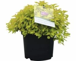 Spierstrauch FloraSelf Spiraea Japonica 'Golden Princess' H 30-40 Cm Co 2,8 L