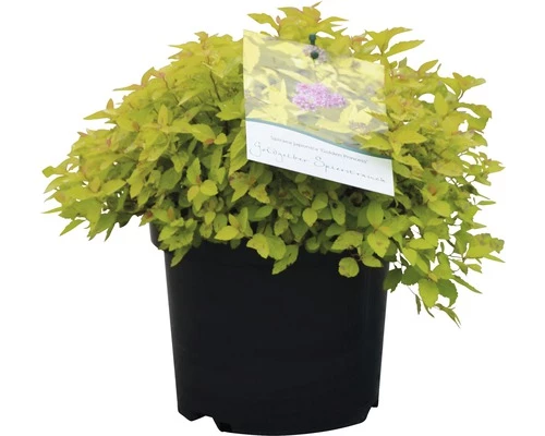 Spierstrauch FloraSelf Spiraea Japonica 'Golden Princess' H 30-40 Cm Co 2,8 L 3 Spierstrauch FloraSelf Spiraea Japonica 'Golden Princess' H 30-40 Cm Co 2,8 L