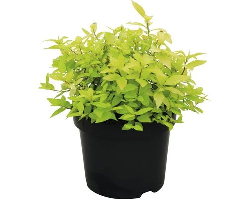 Spierstrauch FloraSelf Spiraea Japonica 'Golden Princess' H 30-40 Cm Co 2,8 L 4 Spierstrauch FloraSelf Spiraea Japonica 'Golden Princess' H 30-40 Cm Co 2,8 L – Bild 2