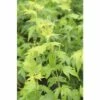 Fächerahorn FloraSelf Acer Palmatum 'Aoyagi' H 40-50 Cm Co 4,5 L -Hornbach Gartenmarkt DV 8 10189297 02 4c DE 20191020022104
