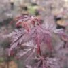 Fächerahorn FloraSelf Acer Palmatum 'Firecracker' H 40-50 Cm Co 4,5 L -Hornbach Gartenmarkt DV 8 10189300 01 4c DE 20191020022203