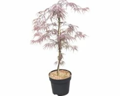 Fächerahorn FloraSelf Acer Palmatum 'Firecracker' H 40-50 Cm Co 4,5 L -Hornbach Gartenmarkt DV 8 10189300 02 4c DE 20191022114753