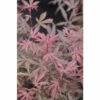 Fächerahorn FloraSelf Acer Palmatum 'Jerre Schwartz' H 40-50 Cm Co 4,5 L