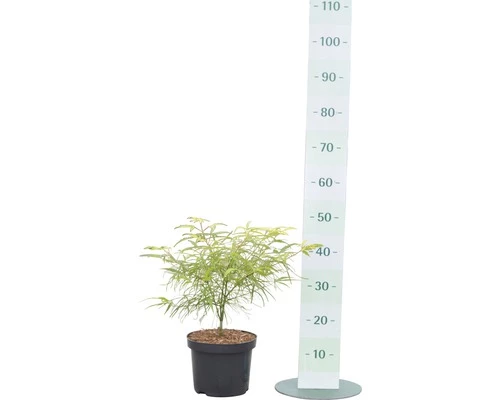 Fächerahorn FloraSelf Acer Palmatum 'Koto-no-Ito' H 30-40 Cm Co 4,5 L 4 Fächerahorn FloraSelf Acer Palmatum 'Koto-no-Ito' H 30-40 Cm Co 4,5 L – Bild 2