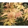Fächerahorn FloraSelf Acer Palmatum 'Ozakazuki' H 40-60 Cm Co 4,5 L -Hornbach Gartenmarkt DV 8 10189304 01 4c DE 20191020025113