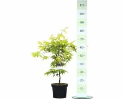 Fächerahorn FloraSelf Acer Palmatum 'Ozakazuki' H 40-60 Cm Co 4,5 L -Hornbach Gartenmarkt DV 8 10189304 02 4c DE 20191022094656