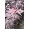Fächerahorn FloraSelf Acer Palmatum 'Pung Kil' H 40-60 Cm Co 4,5 L -Hornbach Gartenmarkt DV 8 10189305 01 4c DE 20191020030729