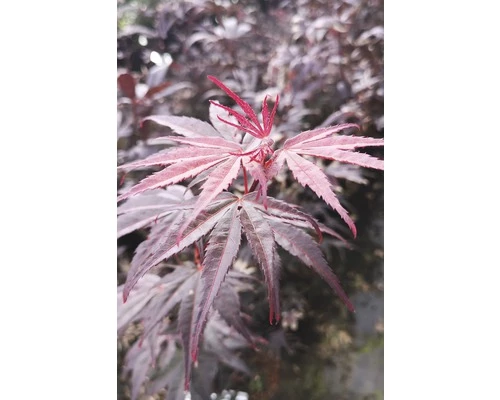 Fächerahorn FloraSelf Acer Palmatum 'Pung Kil' H 40-60 Cm Co 4,5 L 3 Fächerahorn FloraSelf Acer Palmatum 'Pung Kil' H 40-60 Cm Co 4,5 L