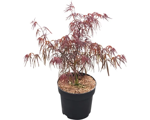 Fächerahorn FloraSelf Acer Palmatum 'Pung Kil' H 40-60 Cm Co 4,5 L 4 Fächerahorn FloraSelf Acer Palmatum 'Pung Kil' H 40-60 Cm Co 4,5 L – Bild 2
