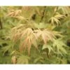 Fächerahorn FloraSelf Acer Palmatum 'Sangokaku' H 40-60 Cm Co 4,5 L -Hornbach Gartenmarkt DV 8 10189306 01 4c DE 20191020030755