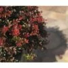 Berberitze FloraSelf Berberis Thunbergii 'Atropurpurea Nana' H 30-40 Cm Co 4,5 L -Hornbach Gartenmarkt DV 8 10189310 02 4c DE 20191020030942