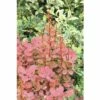 Berberitze FloraSelf Berberis Thunbergii 'Orange Rocket'® H 30-40 Cm Co 4,5 L 1 Berberitze FloraSelf Berberis Thunbergii 'Orange Rocket'® H 30-40 Cm Co 4,5 L -Hornbach Gartenmarkt DV 8 10189313 01 4c DE 20191020031124
