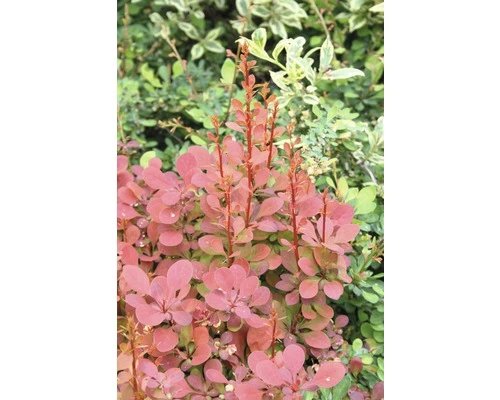 Berberitze FloraSelf Berberis Thunbergii 'Orange Rocket'® H 30-40 Cm Co 4,5 L 3 Berberitze FloraSelf Berberis Thunbergii 'Orange Rocket'® H 30-40 Cm Co 4,5 L