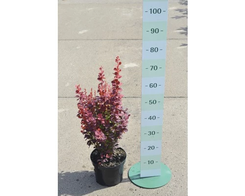 Berberitze FloraSelf Berberis Thunbergii 'Orange Rocket'® H 30-40 Cm Co 4,5 L 4 Berberitze FloraSelf Berberis Thunbergii 'Orange Rocket'® H 30-40 Cm Co 4,5 L – Bild 2