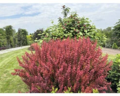Berberitze FloraSelf Berberis Thunbergii 'Orange Rocket'® H 30-40 Cm Co 4,5 L 8 Berberitze FloraSelf Berberis Thunbergii 'Orange Rocket'® H 30-40 Cm Co 4,5 L -Hornbach Gartenmarkt DV 8 10189313 03 4c DE 20220718091651