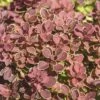 Berberitze FloraSelf Berberis Thunbergii 'Ruby Star' H 30-40 Cm Co 4,5 L -Hornbach Gartenmarkt DV 8 10189314 01 4c DE 20191020031148
