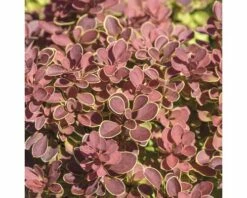 Berberitze FloraSelf Berberis Thunbergii 'Ruby Star' H 30-40 Cm Co 4,5 L