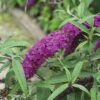 Sommerflieder FloraSelf Buddleja Davidii 'Royal Red' H 60-80 Cm Co 4,5 L