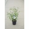Sommerflieder FloraSelf Buddleja Davidii 'White Profusion' H 60-80 Cm Co 4,5 L -Hornbach Gartenmarkt DV 8 10189319 02 4c DE 20191020211658