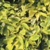 Hartriegel FloraSelf Cornus Alba 'Spaethii' H 50-60 Cm Co 4,5 L -Hornbach Gartenmarkt DV 8 10189330 01 4c DE 20191020211658