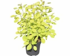 Perückenstrauch FloraSelf Cotinus Coggygria 'Golden Lady' H 40-60 Cm Co 4,5 L -Hornbach Gartenmarkt DV 8 10189335 01 4c DE 20191022094656