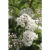 Kompakte Deutzie FloraSelf Deutzia Compacta 'Lavender Time' H 30-40 Cm Co 4,5 L