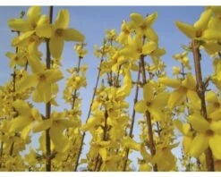 Goldglöckchen FloraSelf Forsythia Intermedia 'Mikador' H 40-60 Cm Co 4,5 L