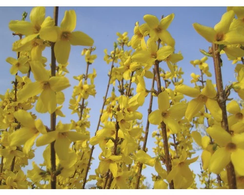 Goldglöckchen FloraSelf Forsythia Intermedia 'Mikador' H 40-60 Cm Co 4,5 L 3 Goldglöckchen FloraSelf Forsythia Intermedia 'Mikador' H 40-60 Cm Co 4,5 L