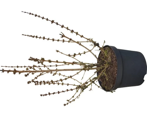 Goldglöckchen FloraSelf Forsythia Intermedia 'Mikador' H 40-60 Cm Co 4,5 L 4 Goldglöckchen FloraSelf Forsythia Intermedia 'Mikador' H 40-60 Cm Co 4,5 L – Bild 2