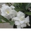 Gardenie FloraSelf Gardenia Jasminoides 'Double Mint' H 30-40 Cm Co 4,5 L -Hornbach Gartenmarkt DV 8 10189341 01 4c DE 20191020211659