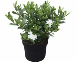 Gardenie FloraSelf Gardenia Jasminoides 'Double Mint' H 30-40 Cm Co 4,5 L -Hornbach Gartenmarkt DV 8 10189341 02 4c DE 20191022121758