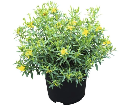 Johanniskraut FloraSelf Hypericum Kalmianum 'Cobaltngold' H 40-50 Cm Co 4,5 L 4 Johanniskraut FloraSelf Hypericum Kalmianum 'Cobaltngold' H 40-50 Cm Co 4,5 L – Bild 2