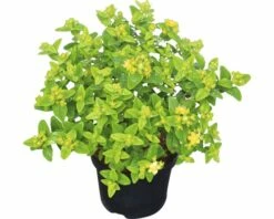 Johanniskraut FloraSelf Hypericum Inodorum 'Magical White' H 40-60 Cm Co 4,5 L 5 Johanniskraut FloraSelf Hypericum Inodorum 'Magical White' H 40-60 Cm Co 4,5 L -Hornbach Gartenmarkt DV 8 10189347 01 4c DE 20191022122823