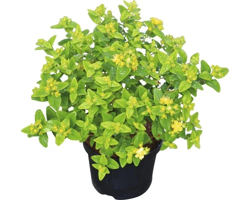 Johanniskraut FloraSelf Hypericum Inodorum 'Magical White' H 40-60 Cm Co 4,5 L 4 Johanniskraut FloraSelf Hypericum Inodorum 'Magical White' H 40-60 Cm Co 4,5 L – Bild 2
