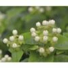 Johanniskraut FloraSelf Hypericum Inodorum 'Magical White' H 40-60 Cm Co 4,5 L 2 Johanniskraut FloraSelf Hypericum Inodorum 'Magical White' H 40-60 Cm Co 4,5 L -Hornbach Gartenmarkt DV 8 10189347 02 4c DE 20191020211659
