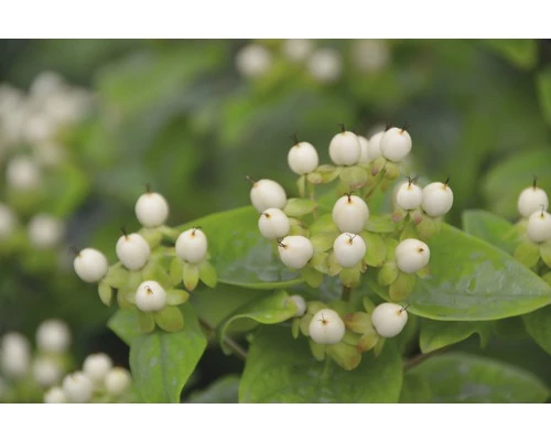 Johanniskraut FloraSelf Hypericum Inodorum 'Magical White' H 40-60 Cm Co 4,5 L 3 Johanniskraut FloraSelf Hypericum Inodorum 'Magical White' H 40-60 Cm Co 4,5 L