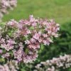 Perlmuttstrauch FloraSelf Kolkwitzia Amabilis 'Pink Cloud' H 50-60 Cm Co 4,5 L -Hornbach Gartenmarkt DV 8 10189348 01 4c DE 20191020211659