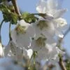 Zierkirsche FloraSelf Prunus Incisa "Kojou-no-mai" H 30-40 Cm Co 4,5 L -Hornbach Gartenmarkt DV 8 10189361 02 4c DE 20191020211659