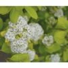 Spierstrauch FloraSelf Spiraea Betulifolia 'Torgold' H 25-30 Cm Co 4,5 L -Hornbach Gartenmarkt DV 8 10189364 01 4c DE 20191020211659