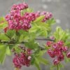 Echter Rotdorn FloraSelf Crataegus Laevigata "Paul's Scarlet" H 80-100 Cm Co 6 L -Hornbach Gartenmarkt DV 8 10189373 01 4c DE 20191020211659